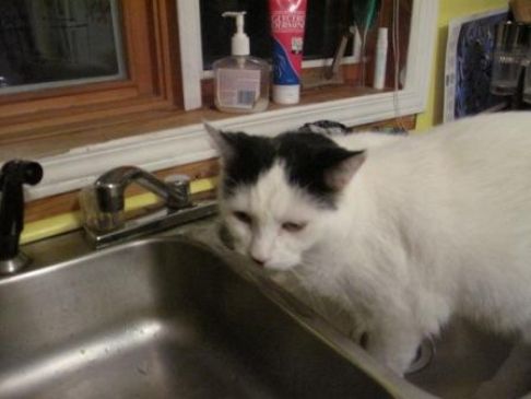 Picture of a cat / kitten / feline