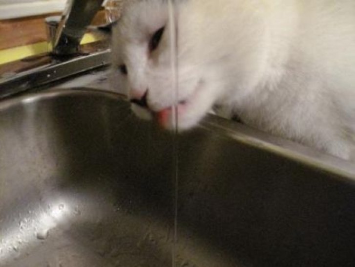 Picture of a cat / kitten / feline