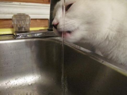 Picture of a cat / kitten / feline