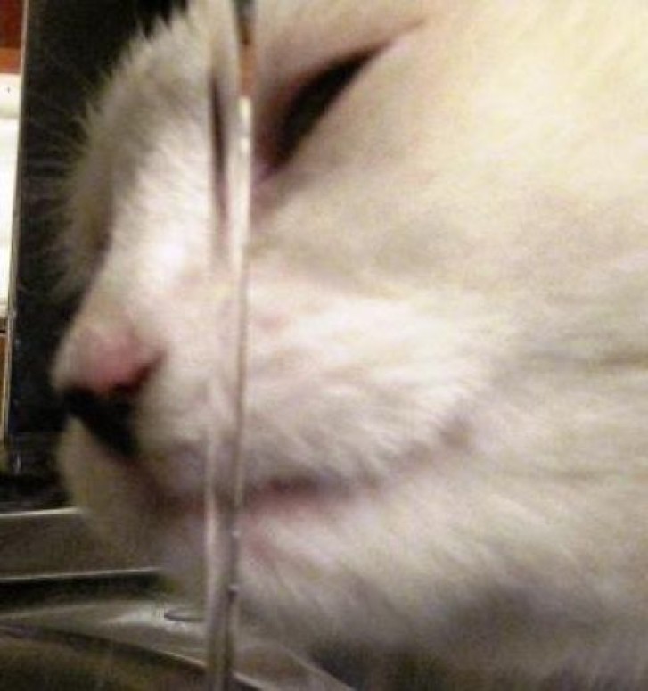 Picture of a cat / kitten / feline