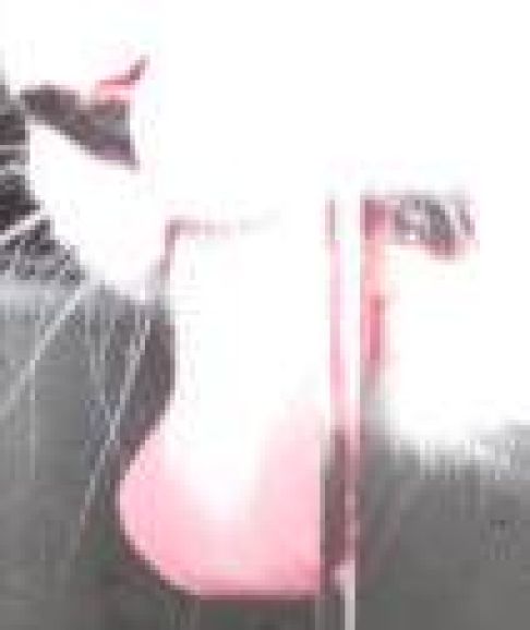 Picture of a cat / kitten / feline