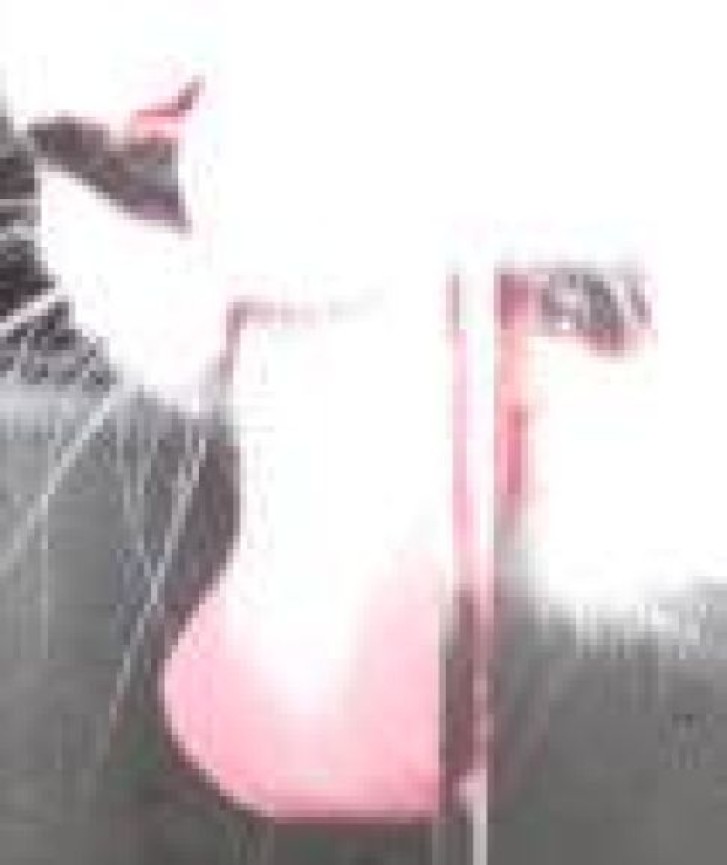 Picture of a cat / kitten / feline