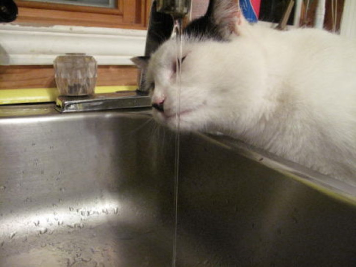 Picture of a cat / kitten / feline