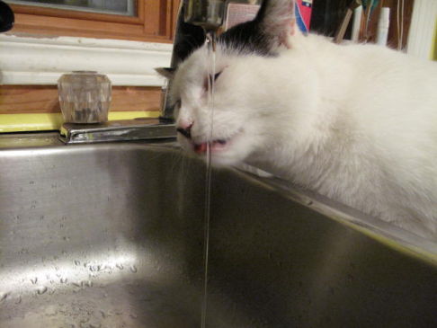 Picture of a cat / kitten / feline