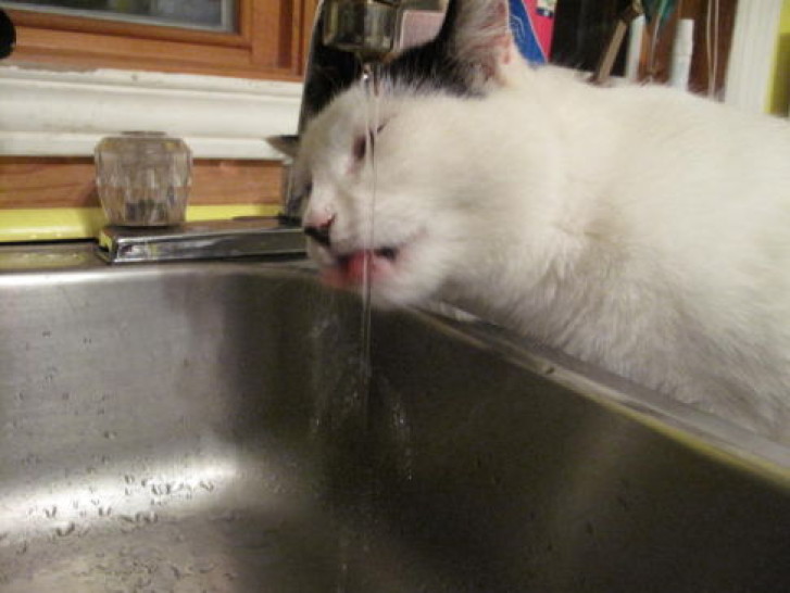 Picture of a cat / kitten / feline