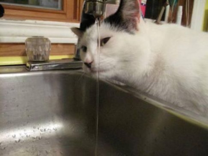 Picture of a cat / kitten / feline