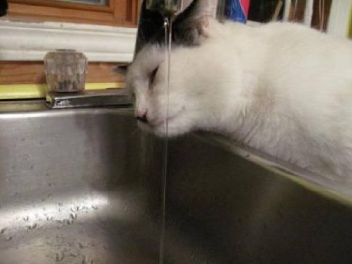 Picture of a cat / kitten / feline