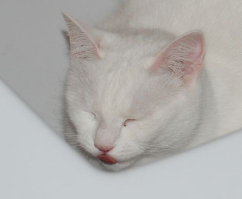 Picture of a cat / kitten / feline