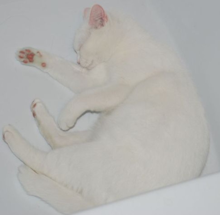 Picture of a cat / kitten / feline