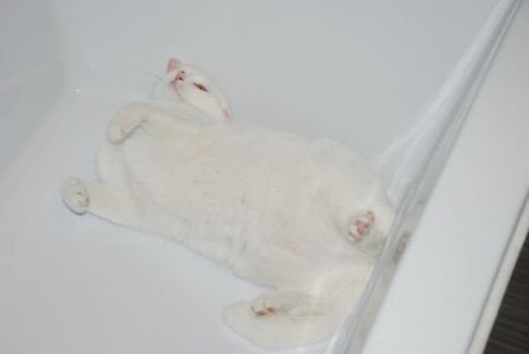 Picture of a cat / kitten / feline