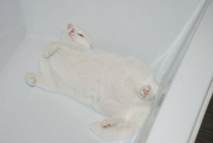 Picture of a cat / kitten / feline