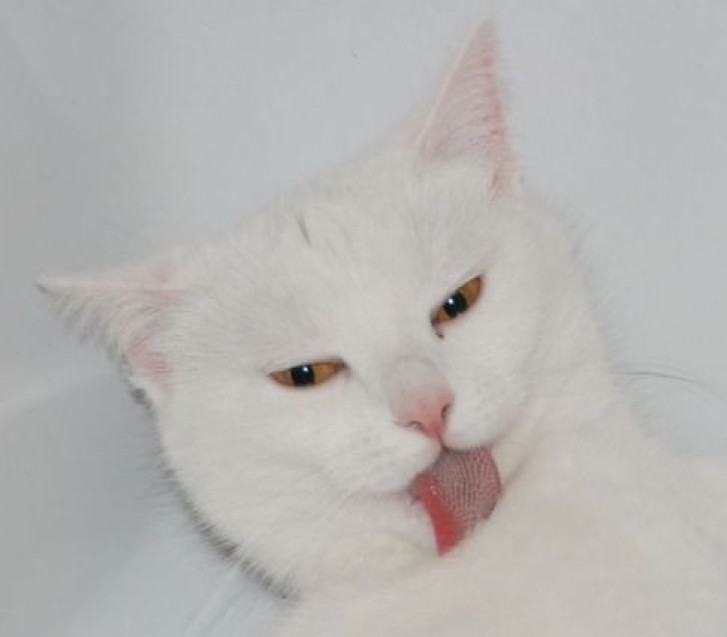 Picture of a cat / kitten / feline