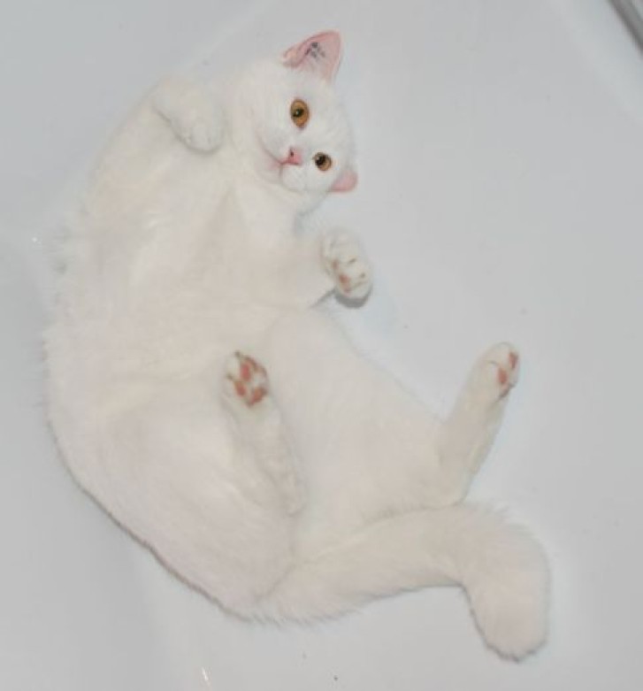 Picture of a cat / kitten / feline