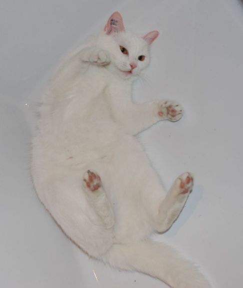 Picture of a cat / kitten / feline