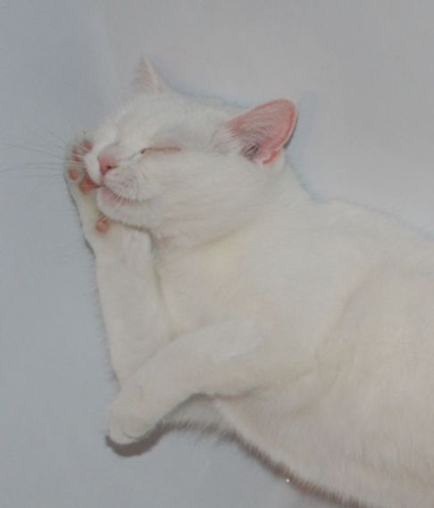 Picture of a cat / kitten / feline