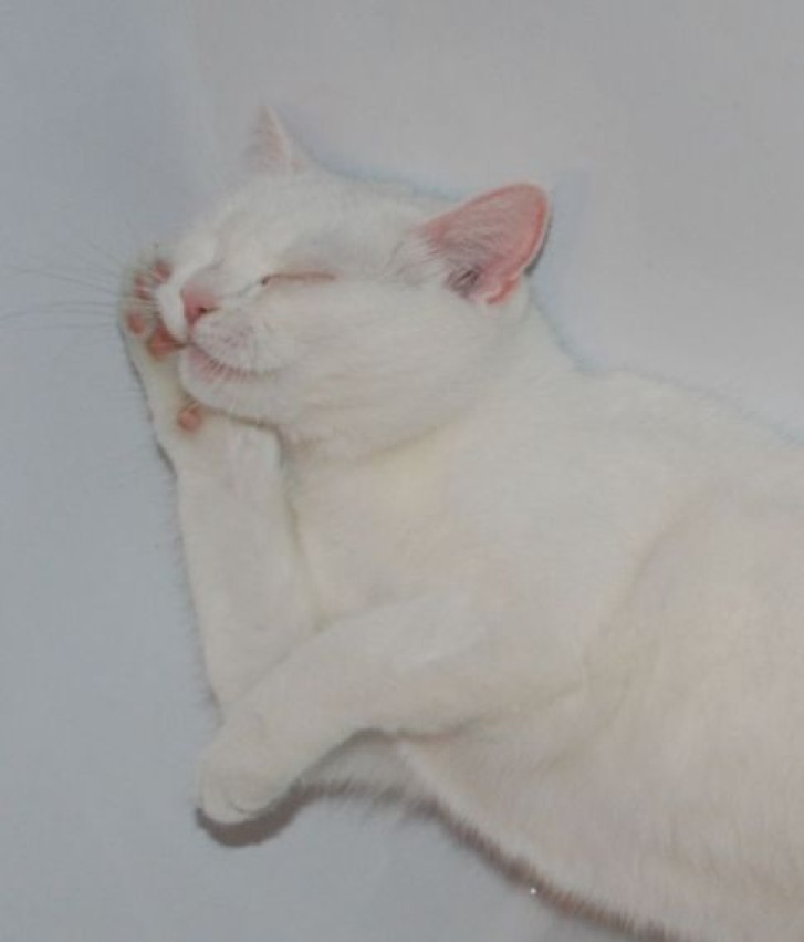 Picture of a cat / kitten / feline