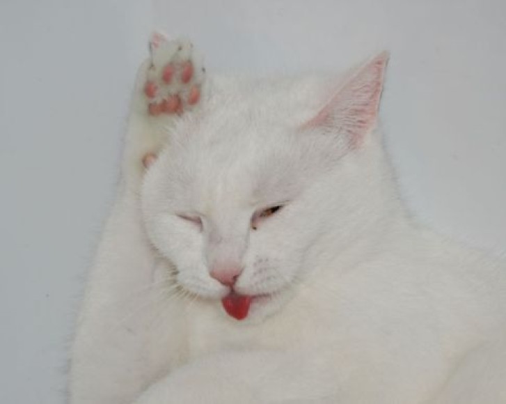 Picture of a cat / kitten / feline