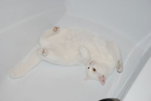 Picture of a cat / kitten / feline