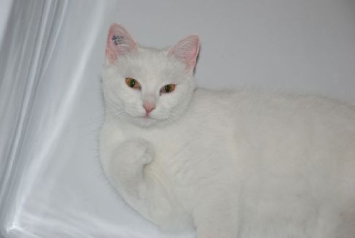 Picture of a cat / kitten / feline