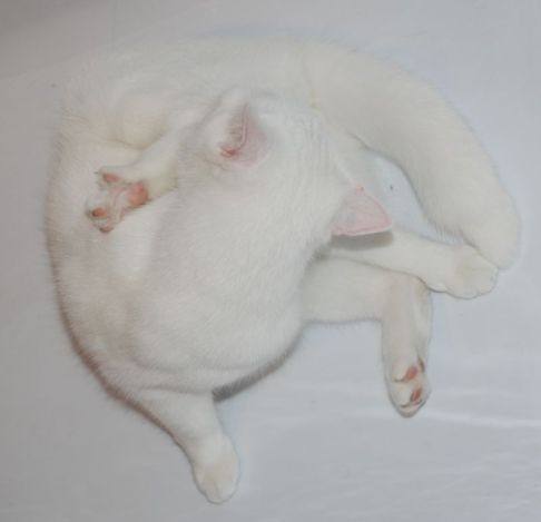 Picture of a cat / kitten / feline