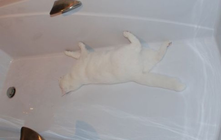 Picture of a cat / kitten / feline