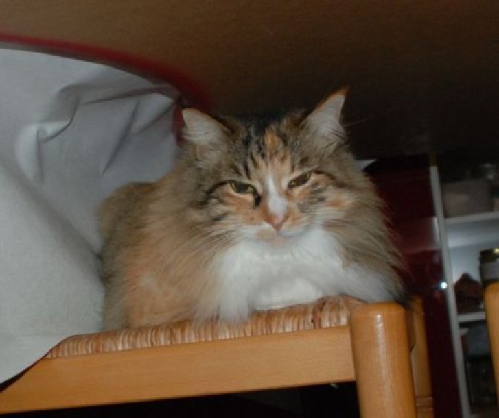 Picture of a cat / kitten / feline