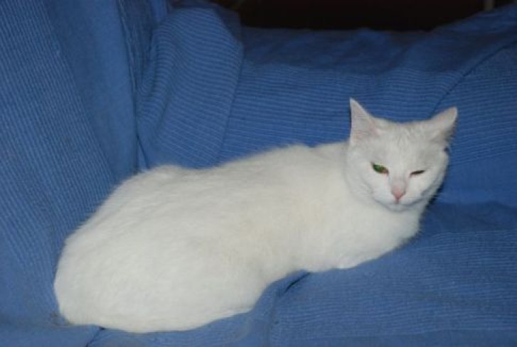 Picture of a cat / kitten / feline