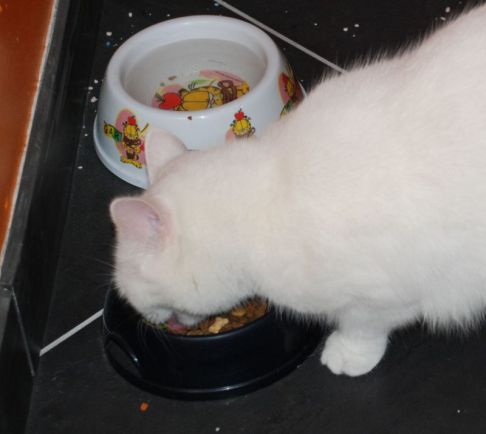 Picture of a cat / kitten / feline