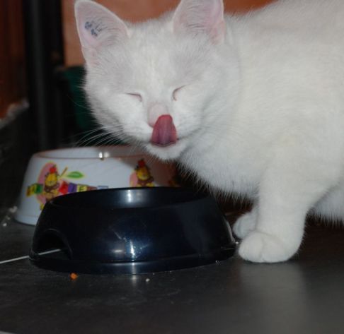 Picture of a cat / kitten / feline