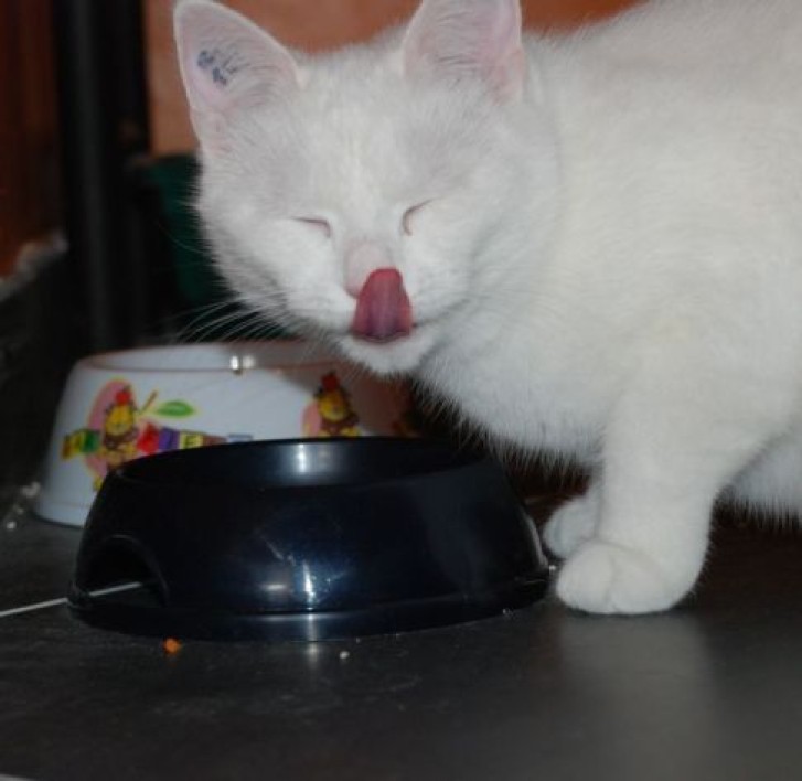 Picture of a cat / kitten / feline