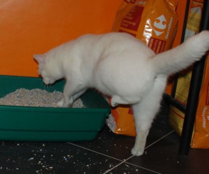 Picture of a cat / kitten / feline