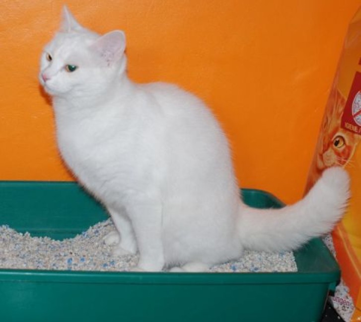 Picture of a cat / kitten / feline