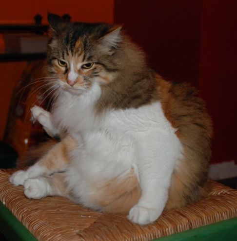 Picture of a cat / kitten / feline