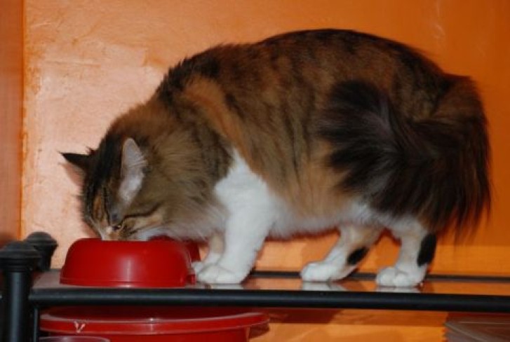 Picture of a cat / kitten / feline