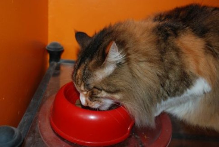 Picture of a cat / kitten / feline