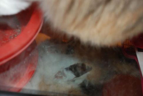 Picture of a cat / kitten / feline