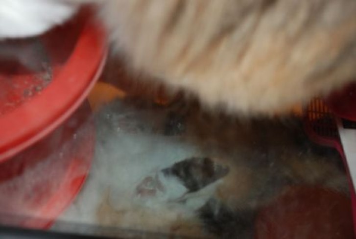 Picture of a cat / kitten / feline