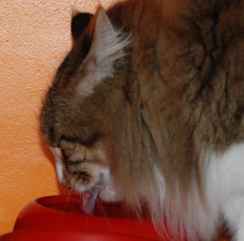 Picture of a cat / kitten / feline