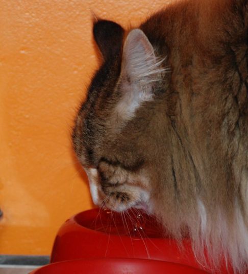 Picture of a cat / kitten / feline