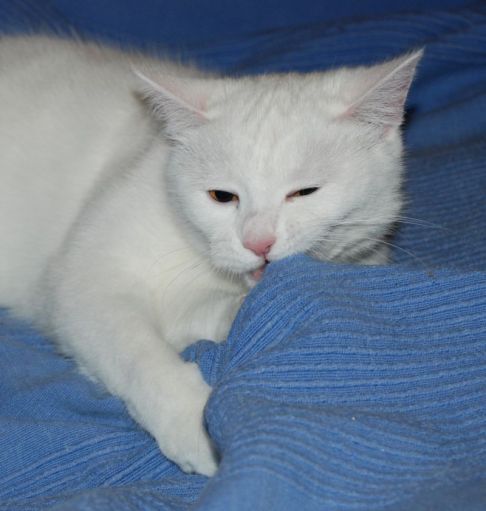 Picture of a cat / kitten / feline