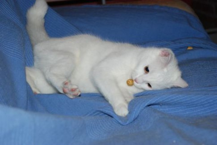 Picture of a cat / kitten / feline