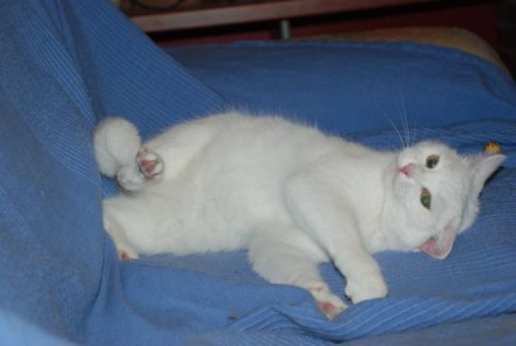 Picture of a cat / kitten / feline