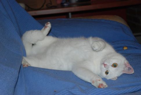 Picture of a cat / kitten / feline