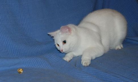 Picture of a cat / kitten / feline