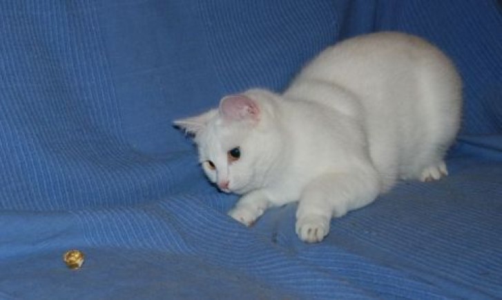 Picture of a cat / kitten / feline