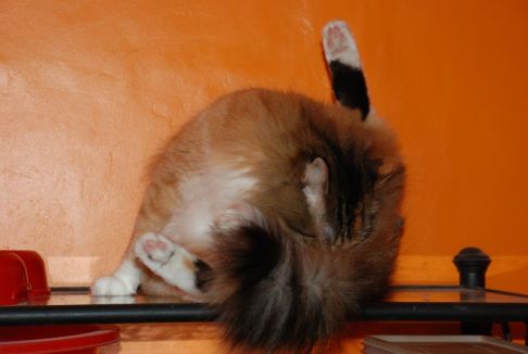 Picture of a cat / kitten / feline