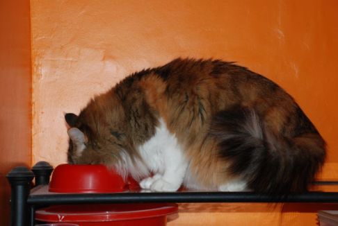 Picture of a cat / kitten / feline