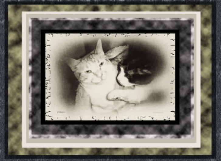 Picture of a cat / kitten / feline