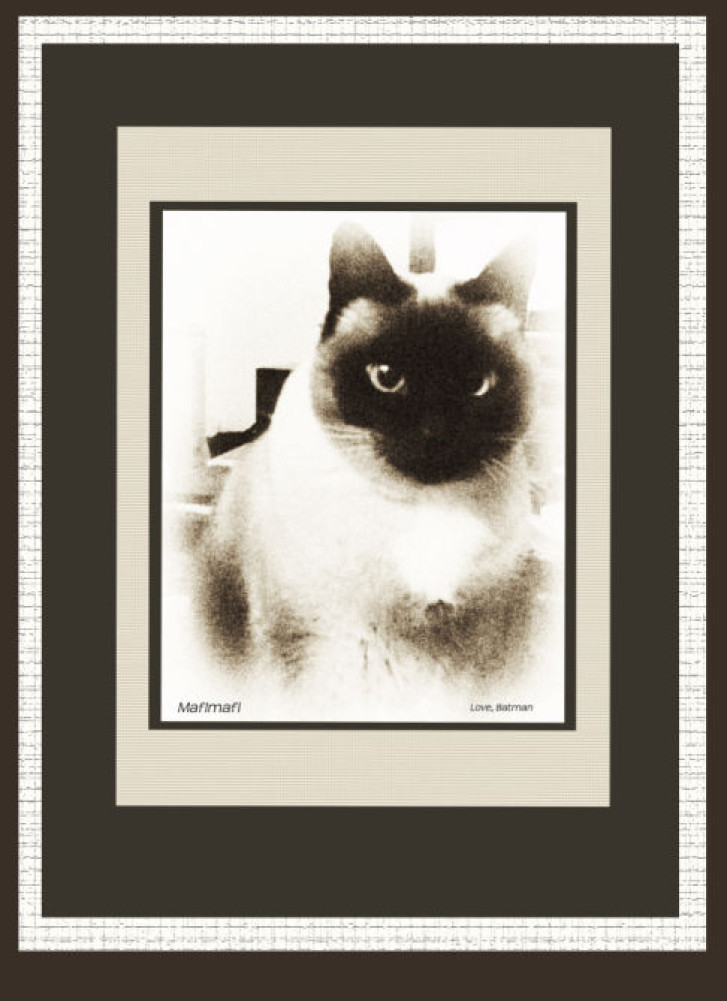 Picture of a cat / kitten / feline