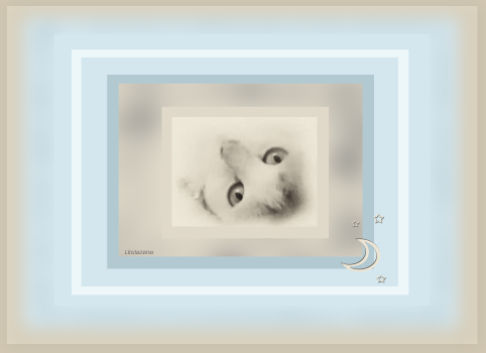 Picture of a cat / kitten / feline